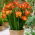 Freesia orange a fleurs simples - pack XXXL - 500 pcs