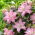 Roselily Editha Lirio oriental - fragante, de doble flor - Paquete XL - 50 piezas