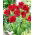Red Springgreen tulip - XL pack - 50 pcs