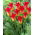 Tulipano Royal Gift - 5 pz