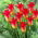 Royal Gift tulppaani - XXXL pakkaus 250 kpl