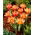 Tulipán de Shakespeare - 5 piezas