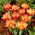 Tulipán de Shakespeare - 5 piezas
