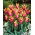 Sonnet tulp - 5 stuks - 