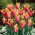 Sonnet tulp - 5 stuks - 