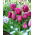 Tulipa viajante - 5 peças