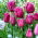 Tulipa viajante - 5 peças