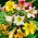 Auswahl an Trompetenlilien - 