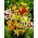 Tiger lily selection - XL pack - 50 pcs