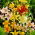 Tiger lily selection - XL pack - 50 pcs