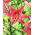 Pink Flight tiger lily - large package! - 10 pcs