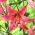 Lis de tigre de vol rose