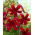 Red Velvet tiger lily - large package! - 10 pcs