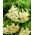 Sweet Surrender tiger lily - ¡paquete grande! - 10 piezas