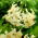 Sweet Surrender tiger lily - Pack XL - 50 uds
