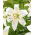Pearl Frances lily - XL pakke - 50 stk.