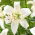 Giglio di Pearl Frances - confezione grande! - 10 pezzi