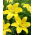 Lirio amarillo Cocotte sin polen, perfecto para jarrones - ¡paquete grande! - 10 piezas