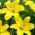 Lirio amarillo Cocotte sin polen, perfecto para jarrones - ¡paquete grande! - 10 piezas