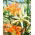 Must See Doppellilie - XL-Packung - 50 Stk - 