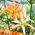 Must See Doppellilie - XL-Packung - 50 Stk - 