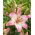 Levi Asiatische Lilie - 