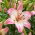Levi Asiatische Lilie - 