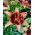 Whistler Asiatische Lilie - 