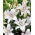 Fragrant oriental lily 'Brasilia' - large package! - 10 pcs