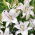 Fragrant oriental lily 'Brasilia'