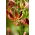 Arabian Knight martagon lily; Turk's cap lily - large package! - 10 pcs