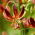 arābu bruņinieka martagona lilija; Turk's cap lily - XL iepakojums - 50 gab.