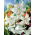 White Twinkle tiger lily