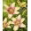 Easy Spot Asiatic lily - XL-pack - 50 st