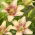 Easy Spot Asiatic lily - XL-pack - 50 st