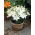 Giglio nano Happy Ice da coltivazione in vaso - Confezione XL - 50 pz
