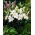 Crin oriental cu parfum de Siberia - pachet XL - 50 buc.