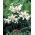 Garden Party dwarf oriental lily