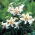 Garden Party dwarf oriental lily
