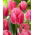 Cacharel tulip- 5 pcs