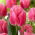 Cacharel tulip- 5 pcs