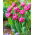 Dior tulp - XXXL pak 250 st - 