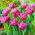 Dior-tulp - XL-verpakking - 50 st - 