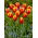Dow Jones tulip - 5 pcs