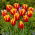 Tulipán Dow Jones - Pack XL - 50 uds