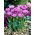 Lilac Perfection tulip - 5 pcs