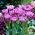Syrin Perfection tulipan - XL pakke - 50 stk