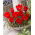 Lalea de munte Tulipa wilsoniana - 5 buc.