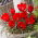 Lalea de munte Tulipa wilsoniana - 5 buc.