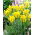 Sárga tavaszzöld tulipán - 5 db.